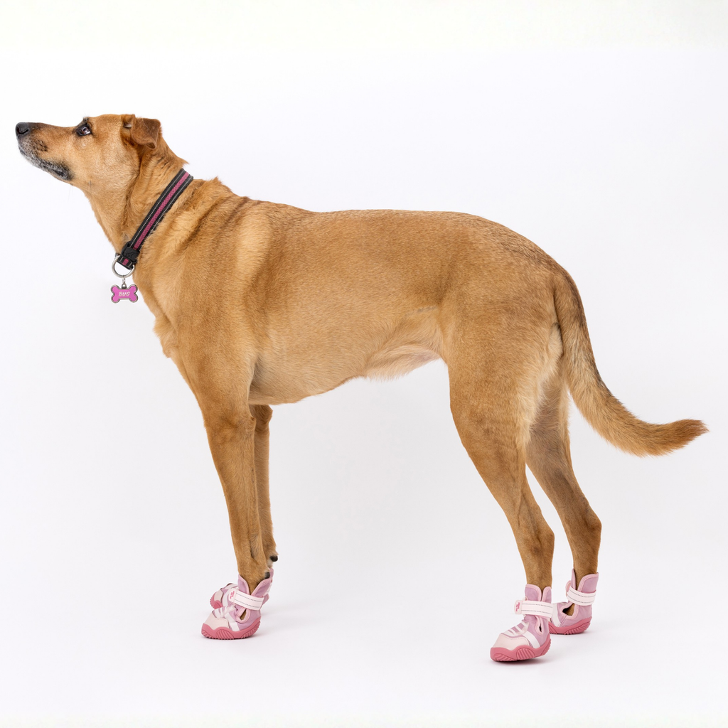 Tan dog wearing pink low-top sneakers with hook-and-loop straps and logo patch