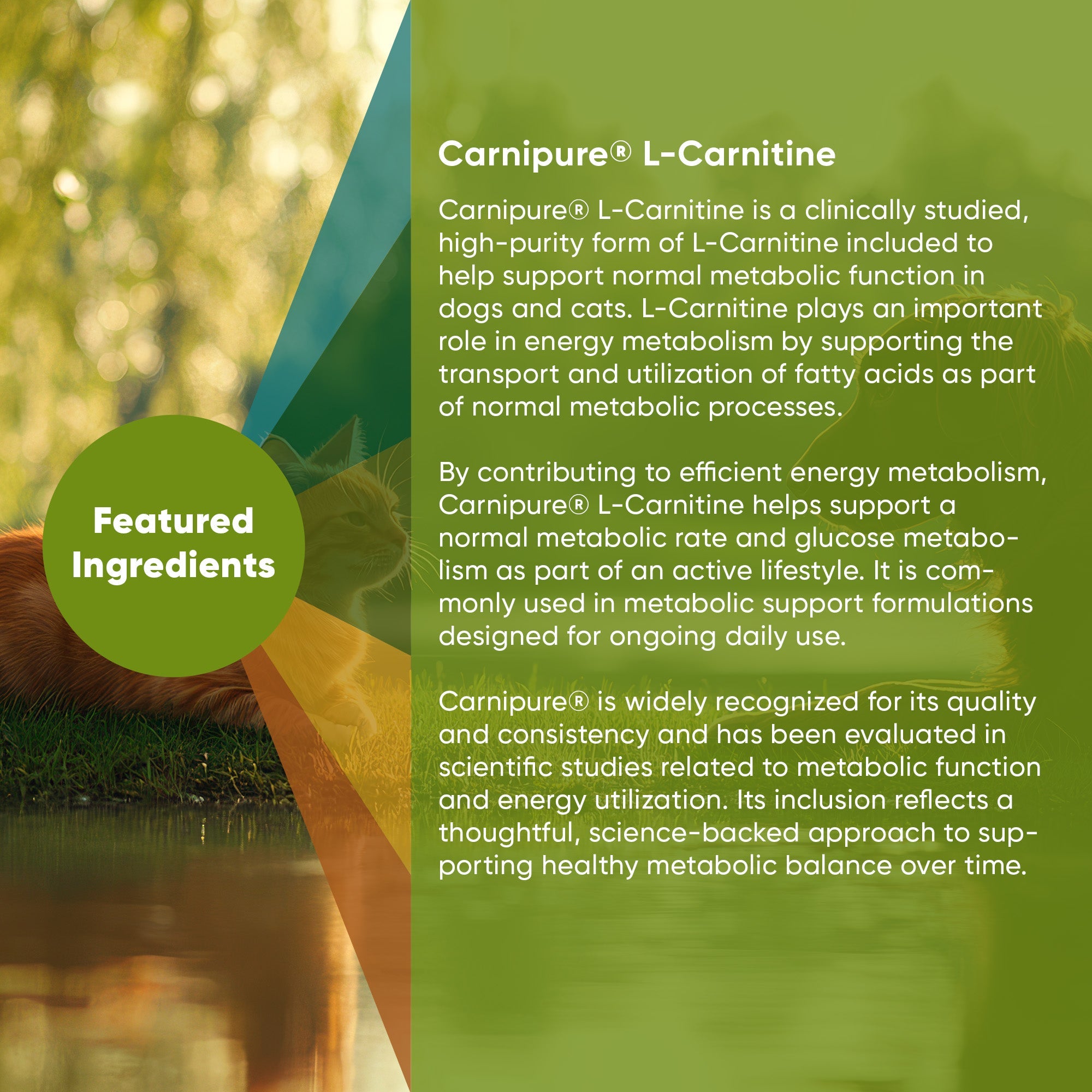 Carnipure L-Carnitine supplement info panel with green text and featured ingredients