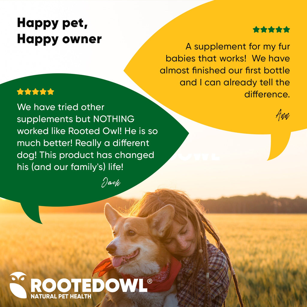 Corgi dog with RootedDowl Natural Pet Health branding and owner review bubbles