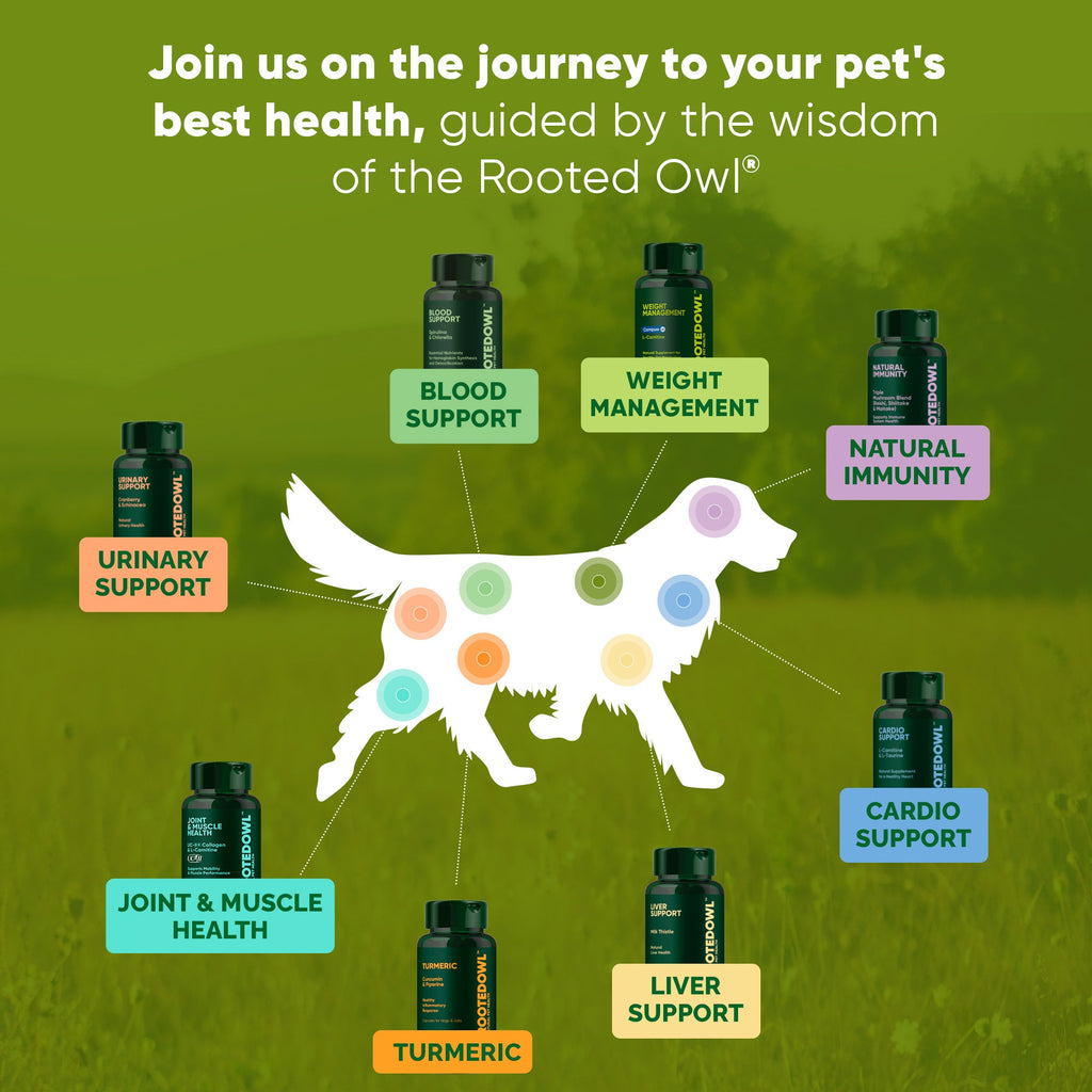 Dog health journey infographic with Natural Immunity bottle icon and other support labels