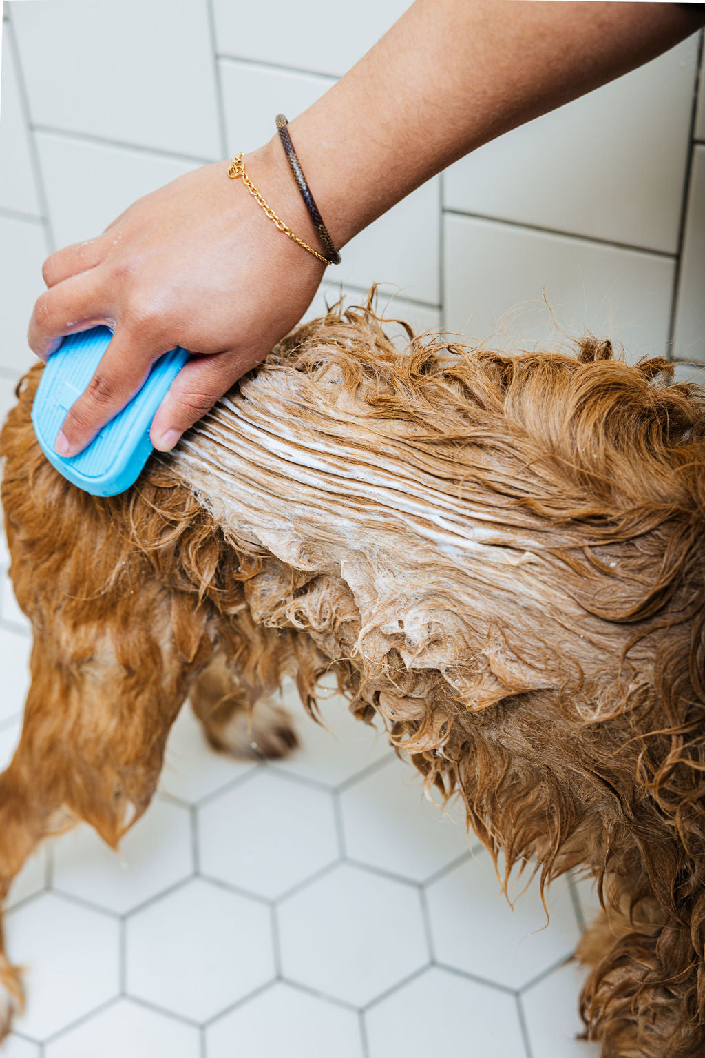 Dog getting brushed with a blue grooming brush during bathing