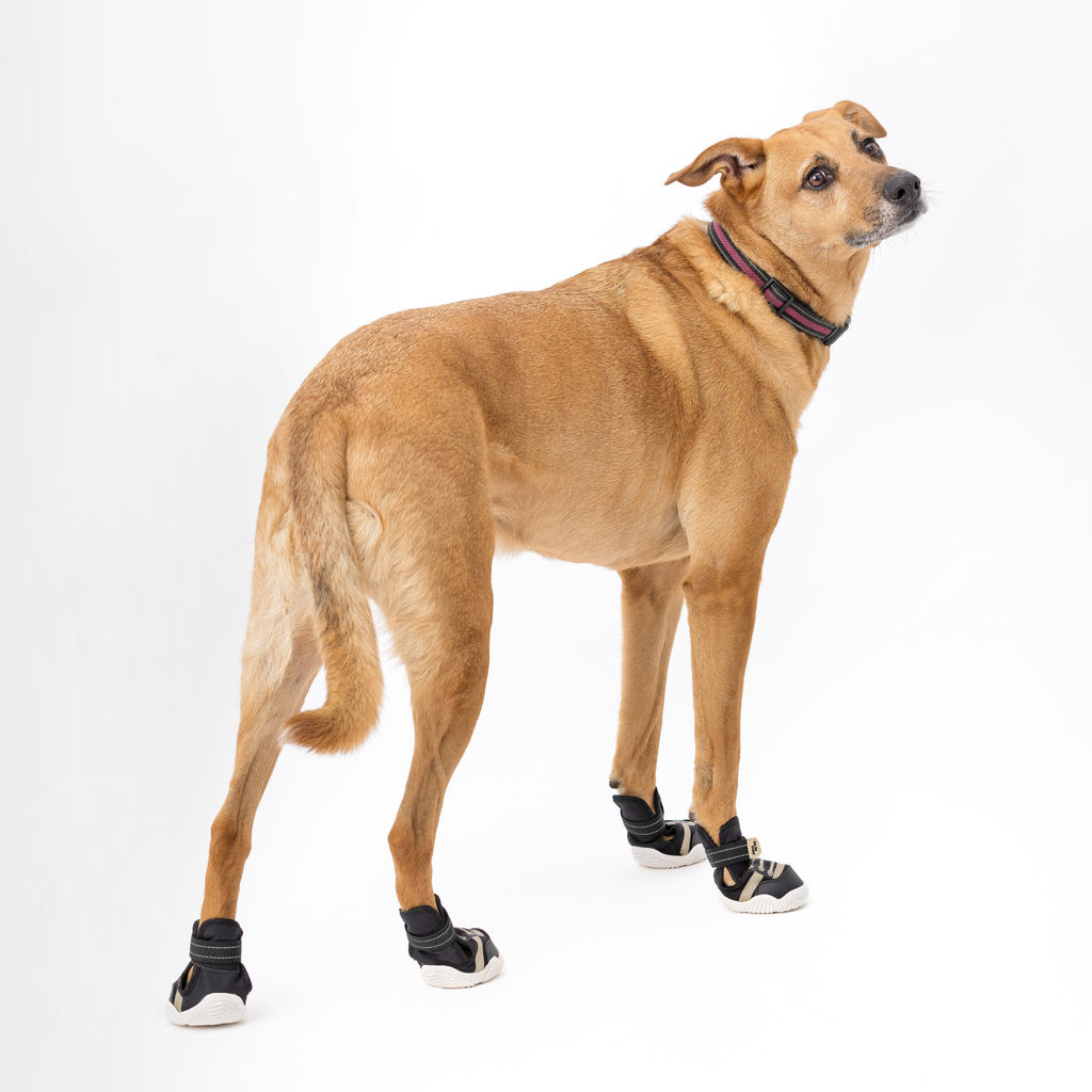 Tan dog wearing black low-top sneakers with hook-and-loop straps and logo patch