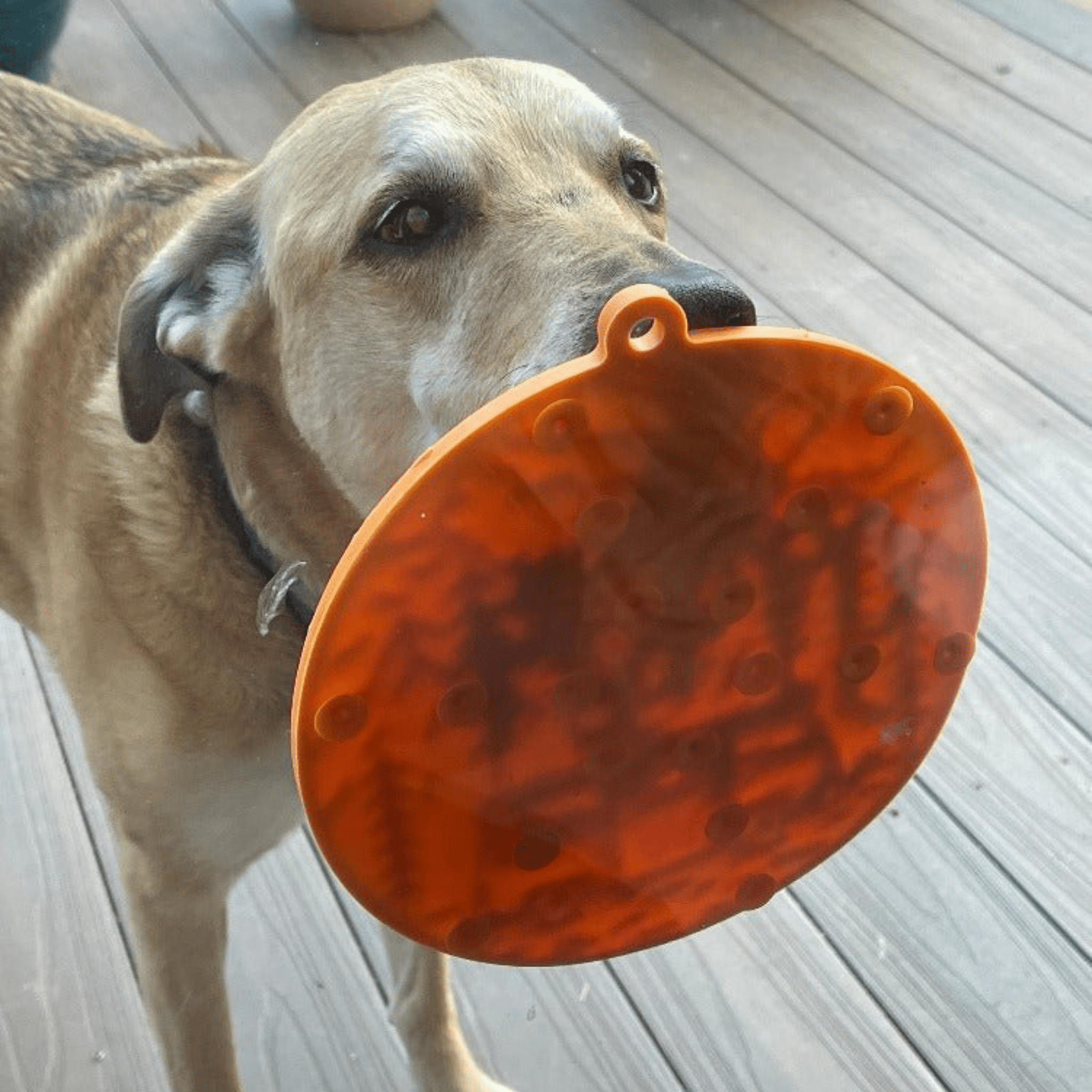 Orange round silicone lick mat with suction bumps, held close to a dog’s muzzle