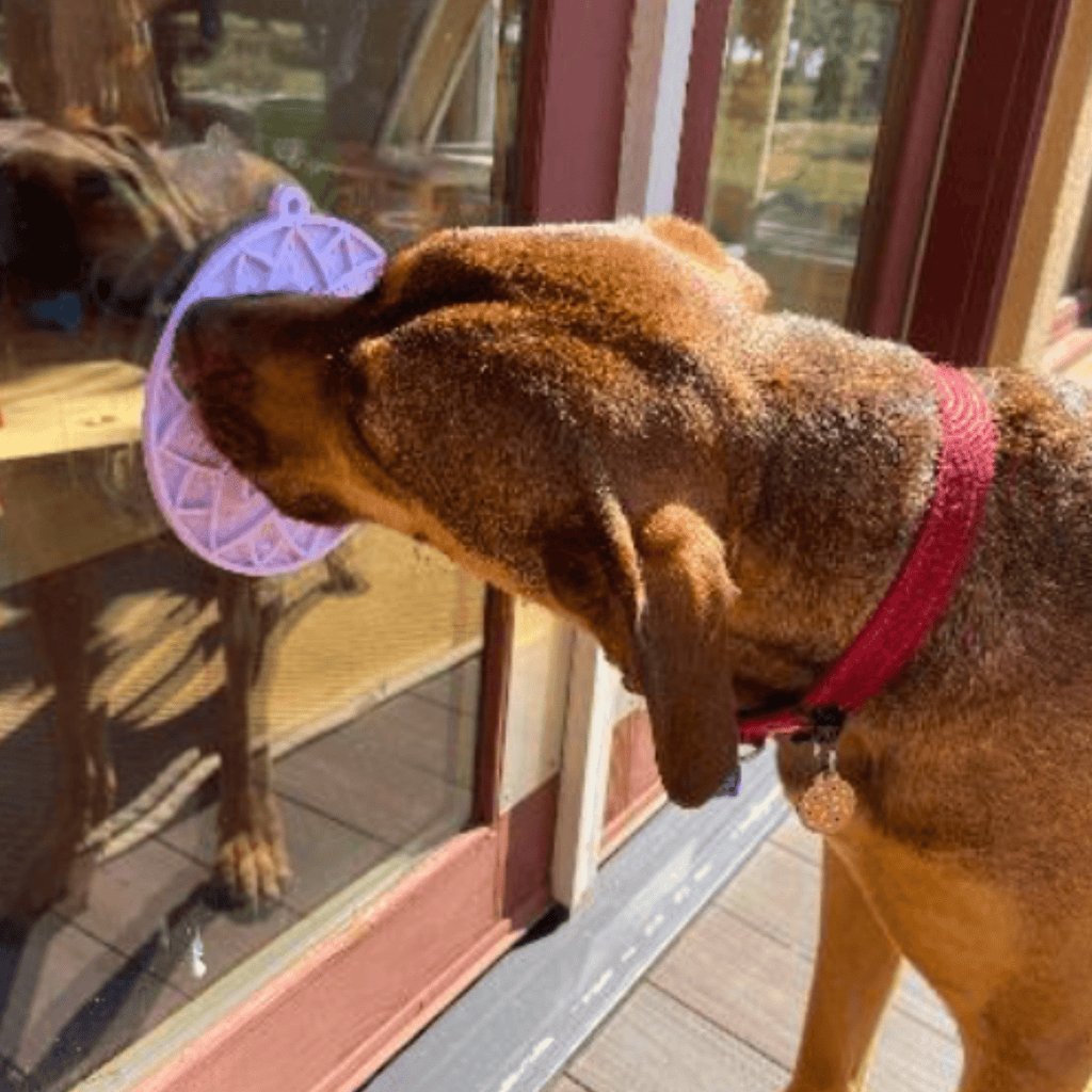 Purple silicone lick mat with raised pattern on a glass door as a dog licks it