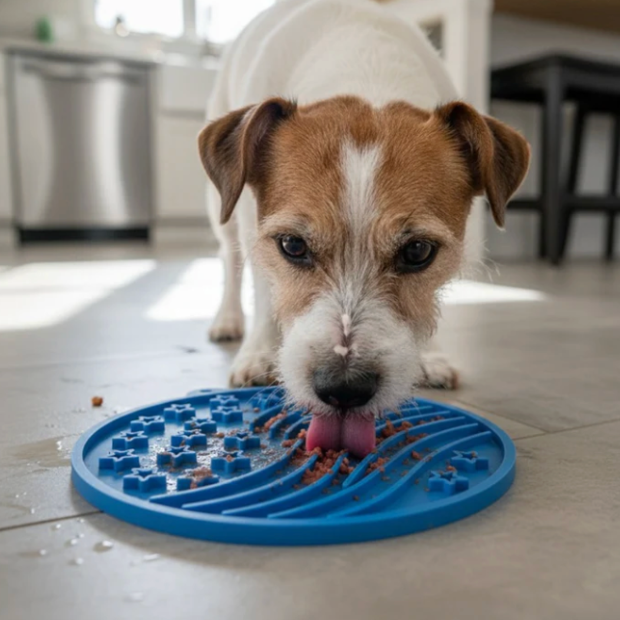 Brown-and-white dog licking a blue round lick mat with suction cups