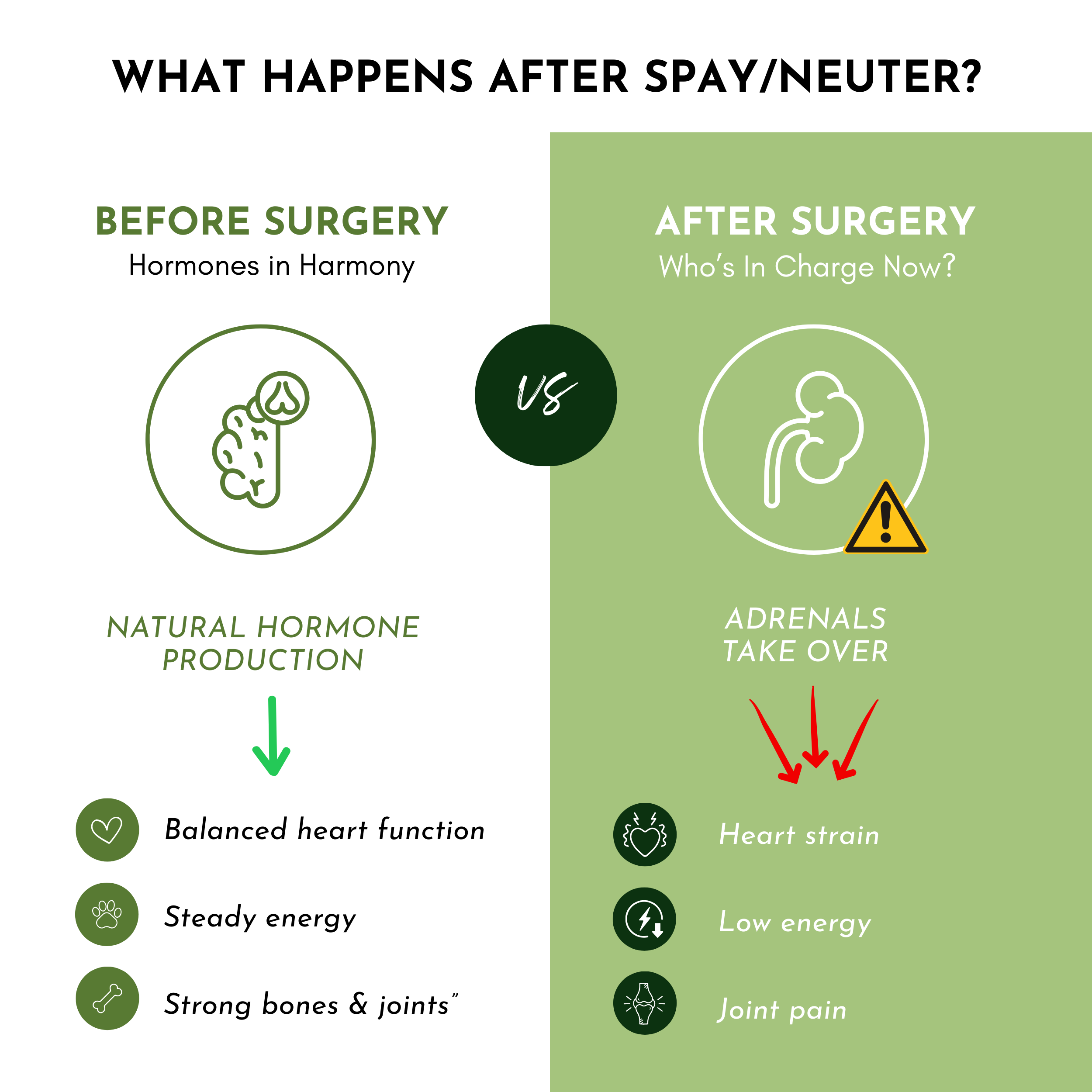Pet multivitamin infographic comparing before and after spay or neuter