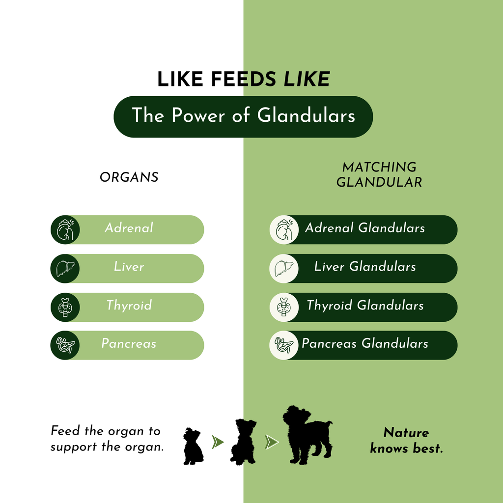 Infographic matching organs to glandulars with labels for adrenal, liver, thyroid, pancreas