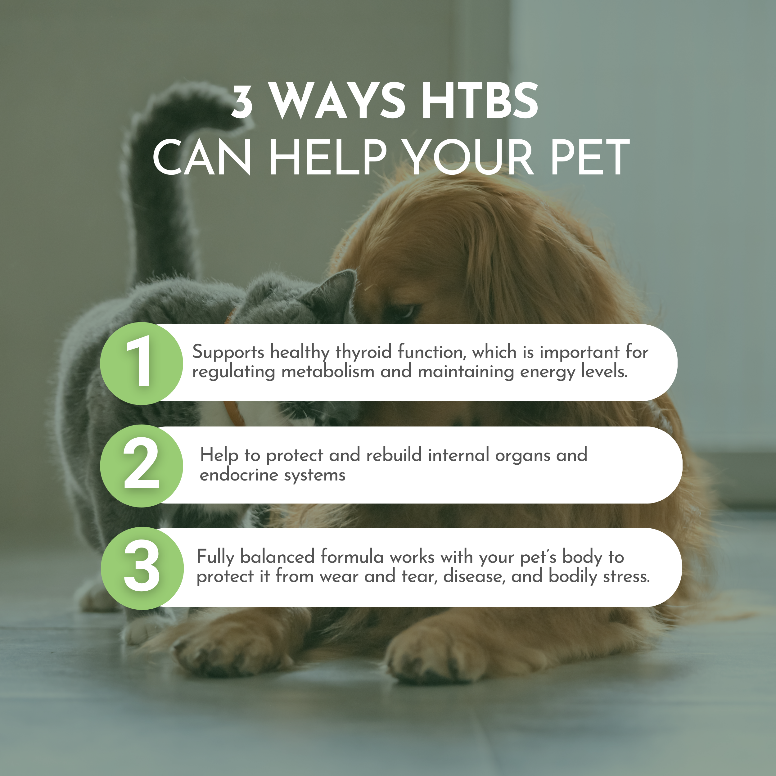 Pet wellness infographic with “3 Ways HTBs Can Help Your Pet” text