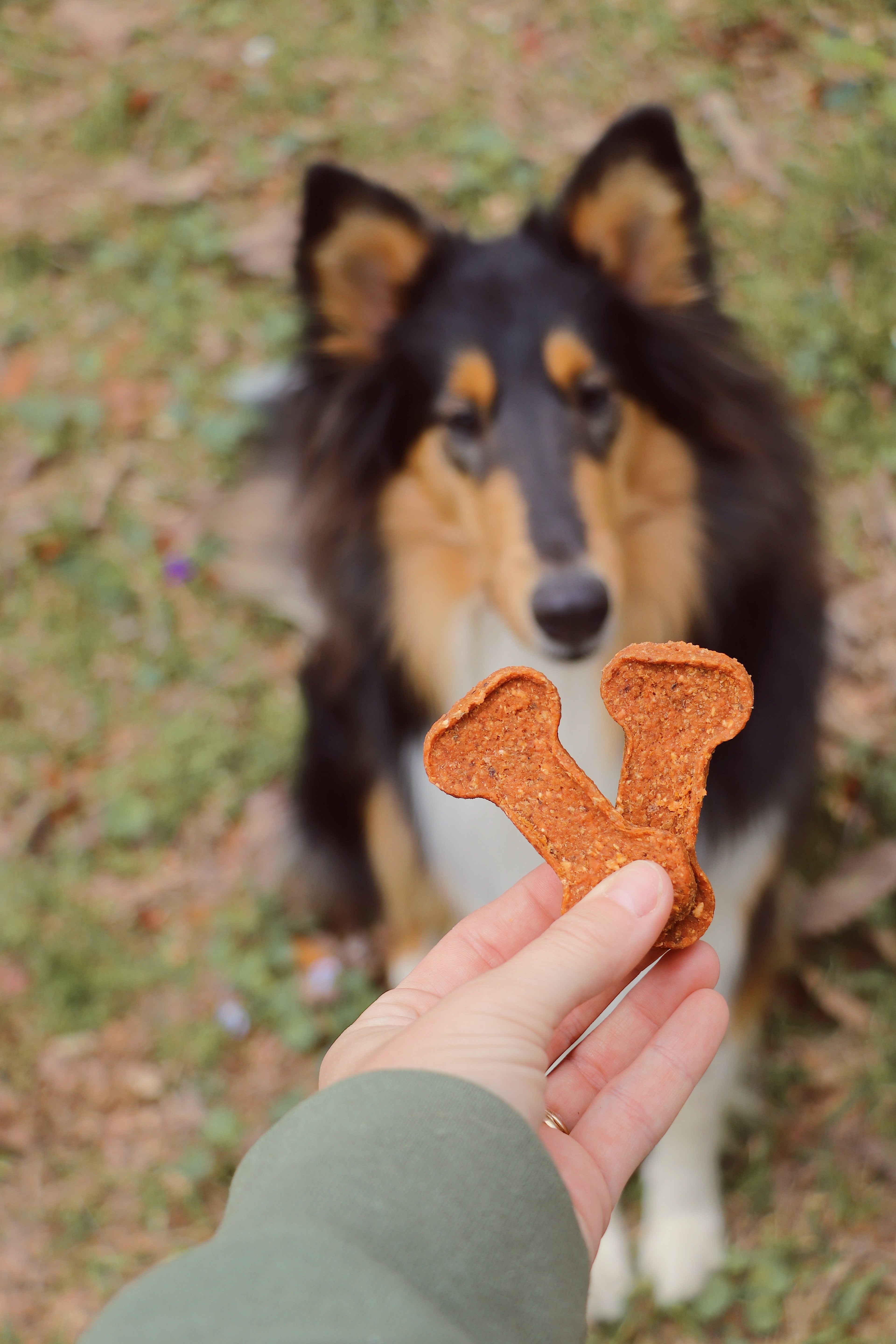 Two sweet potato dog treat bones in hand as a dog watches outdoors
