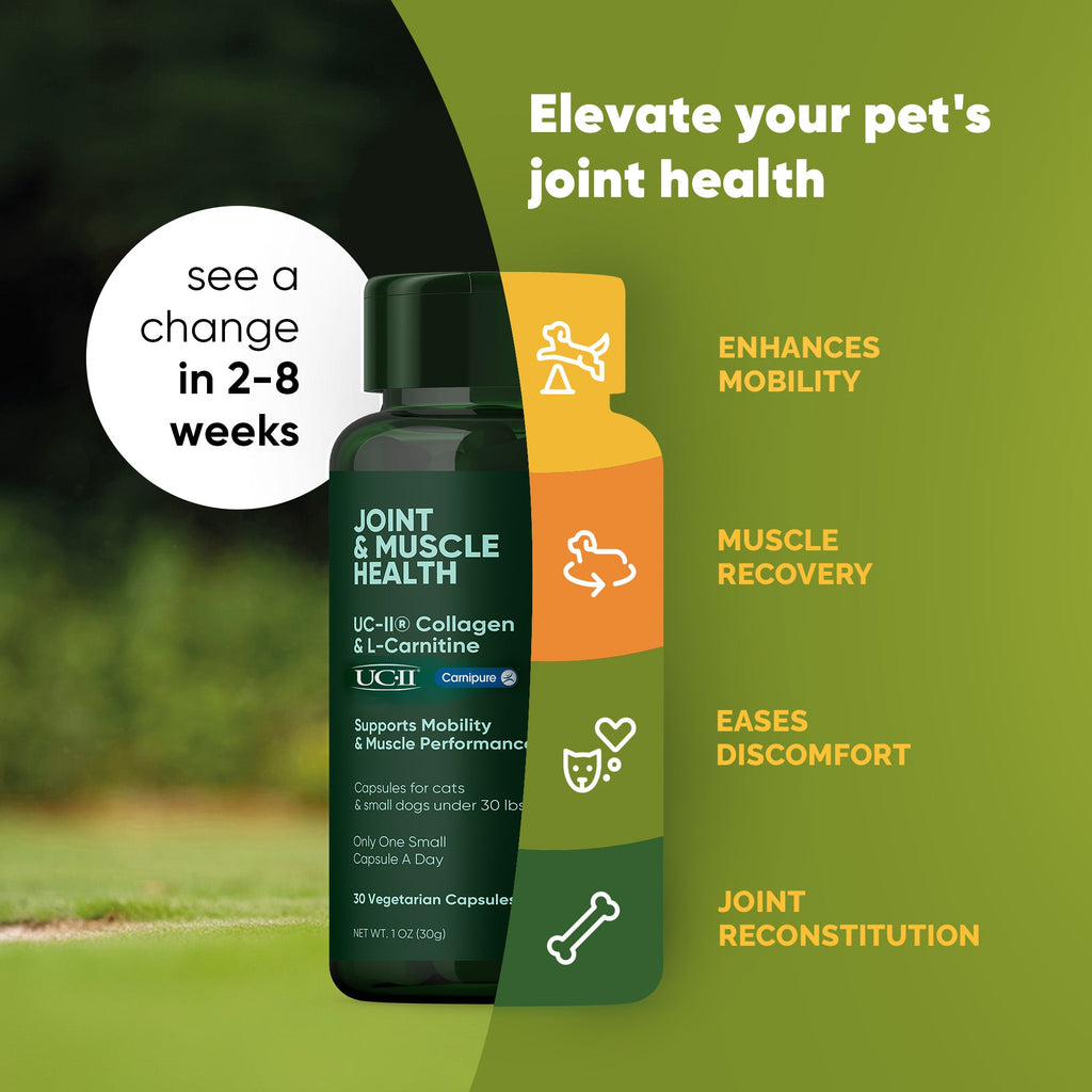 Dark green Joint & Muscle Health supplement bottle with benefit icons
