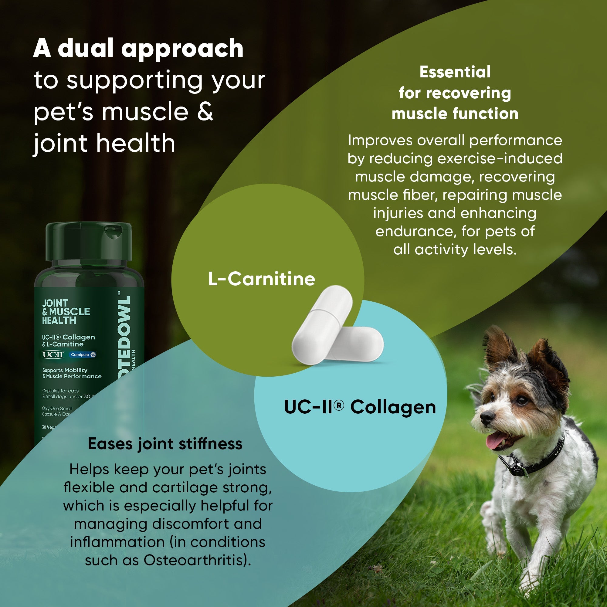 Joint & Muscle Health supplement bottle with L-Carnitine and UC-II collagen capsules