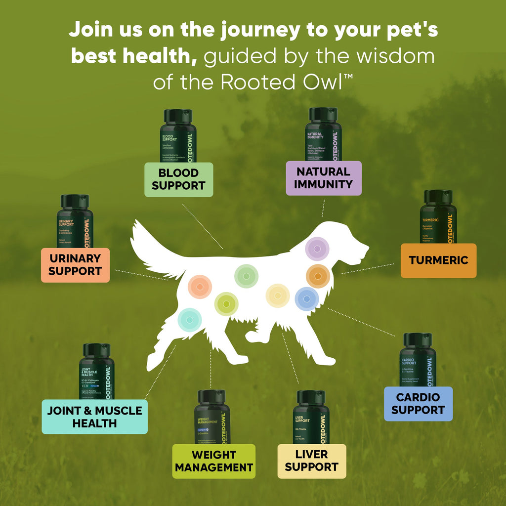 Infographic for pet wellness supplements featuring Joint & Muscle Health among categories