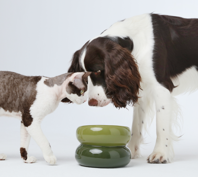 Avocado green soufflé-style pet bowl, stacked two-tier design on the floor