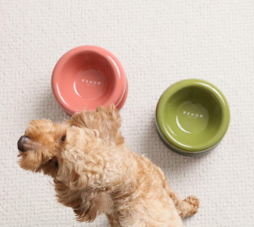 Rose pink and avocado green soufflé pet bowls with a small dog sniffing