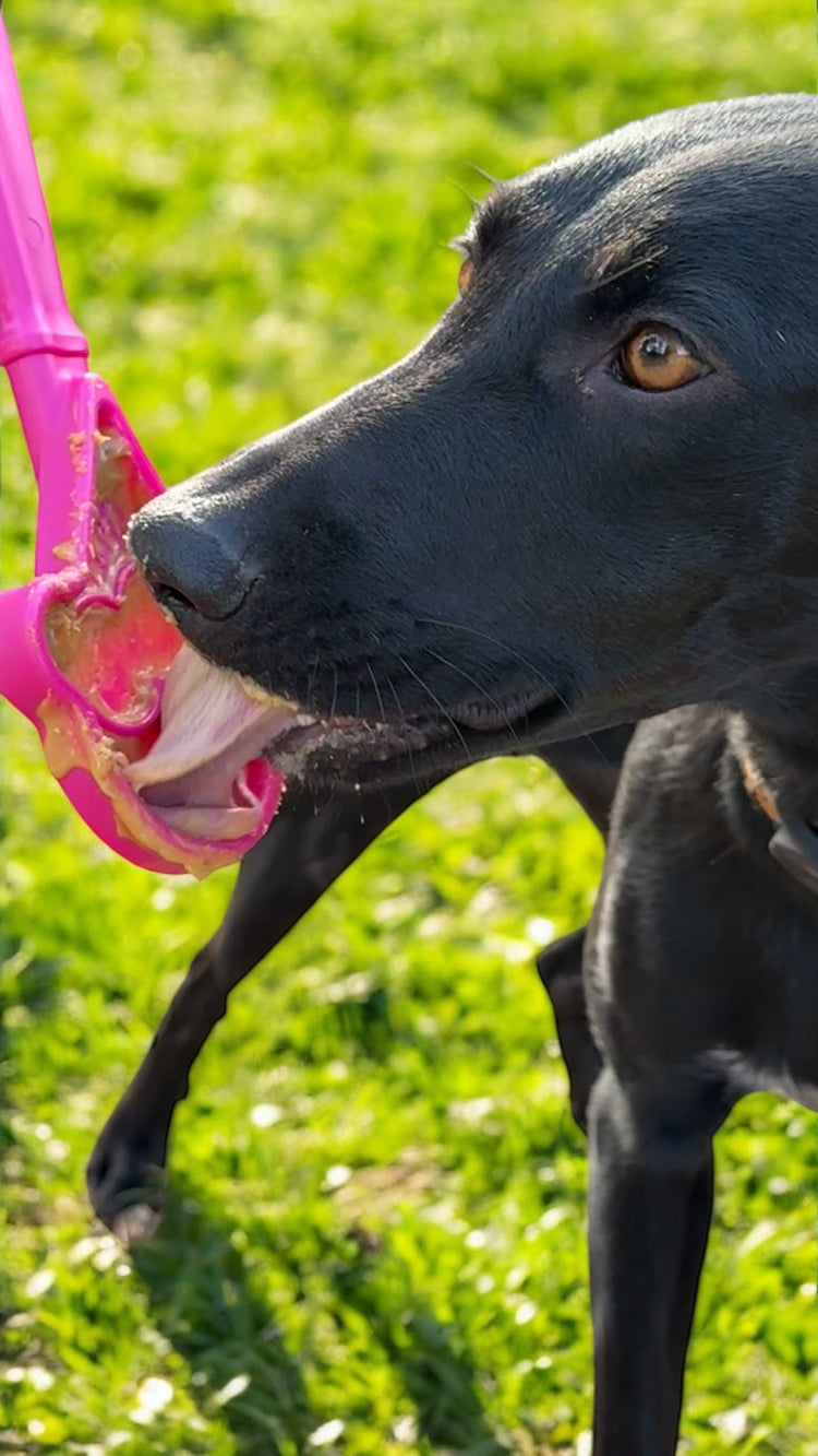 Hand-held pink flower lick stick with ridged petals, licked by a dark dog