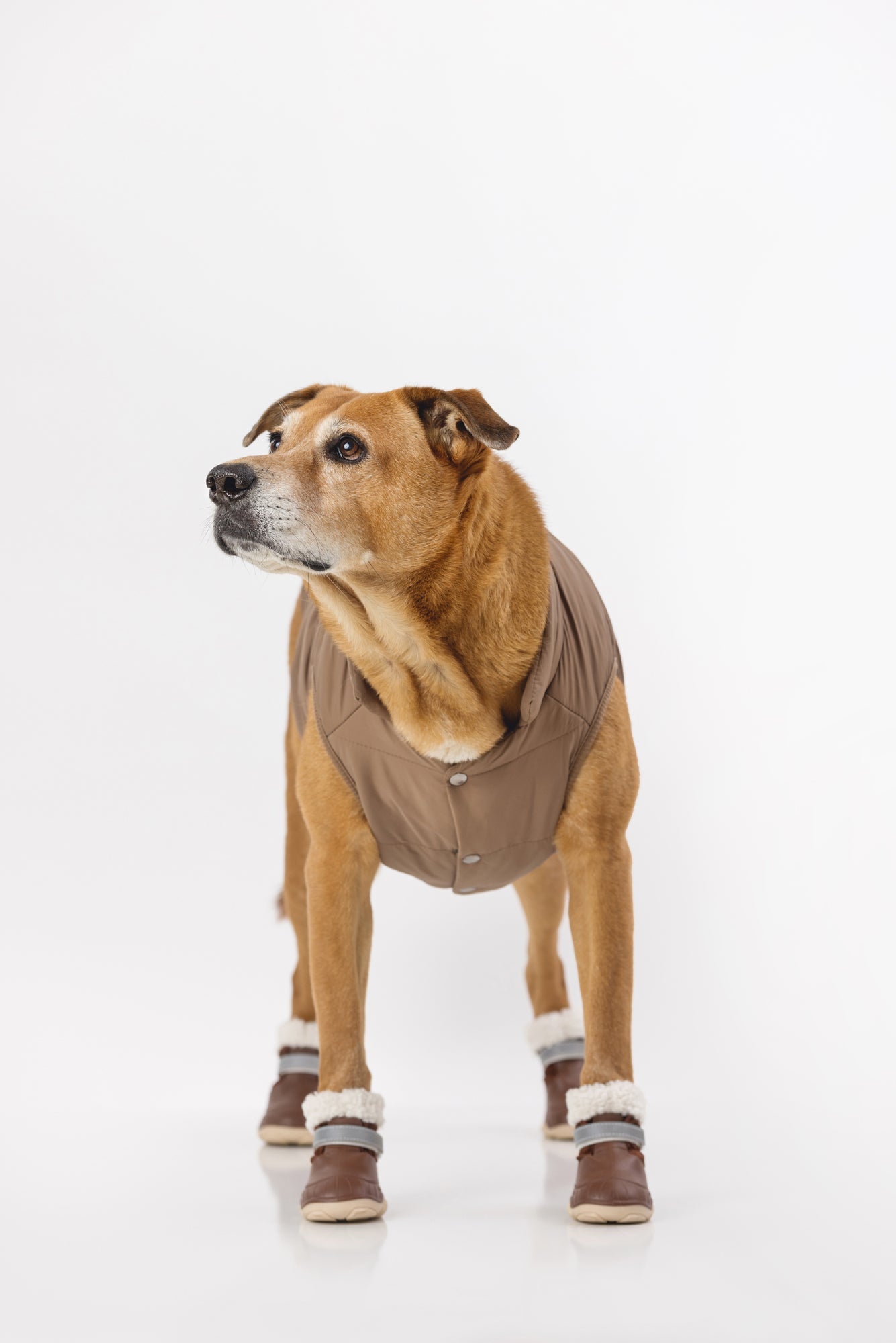 Dog wearing brown snow boots with cream fleece cuffs, light trim, and white soles