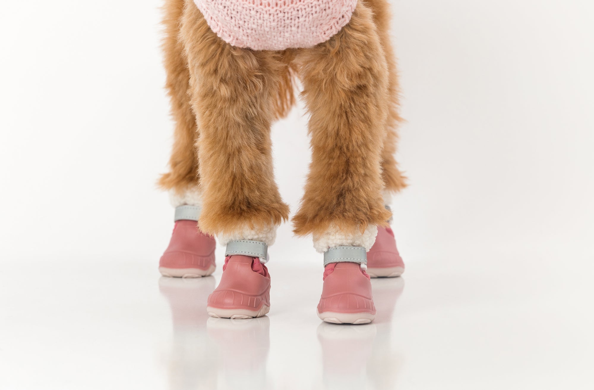 Dog wearing pink dog snow boots with white fleece cuffs and off-white rubber soles